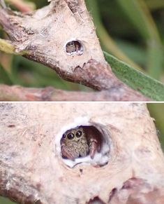 two pictures of an owl peeking out of a hole in a tree