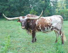 an animal with large horns standing in the grass