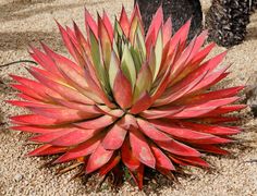 a red flower is growing out of the sand