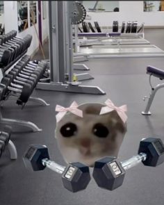 the cat is in the gym with dumbbells