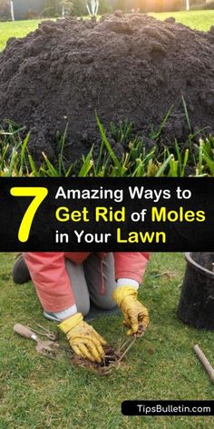 a person digging dirt in the grass with text overlay that reads 7 amazing ways to get rid of moles in your lawn