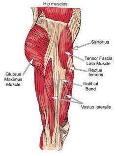 the muscles are labeled in this diagram