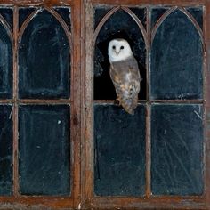 an owl sitting on top of a window sill