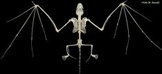 the skeleton of a bird is shown with wings spread out to look like it's holding