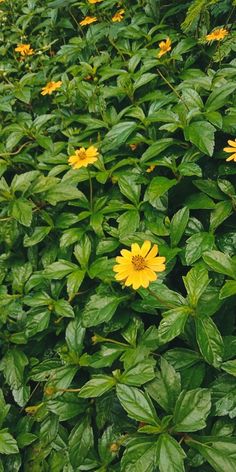 yellow flowers are growing in the middle of green leaves and plants on either side of them