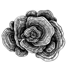 a black and white drawing of a flower