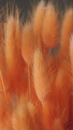 some orange feathers are in the foreground, and one is blurry behind them