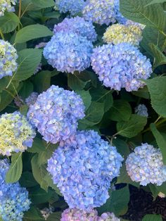 many blue and yellow flowers with green leaves