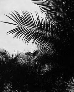 black and white photograph of palm leaves against the sky