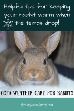 a rabbit sitting on top of a white rug with the words cold weather care for rabbits