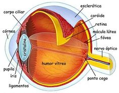 an eye labeled in spanish with caption about the parts inside it and labelled below