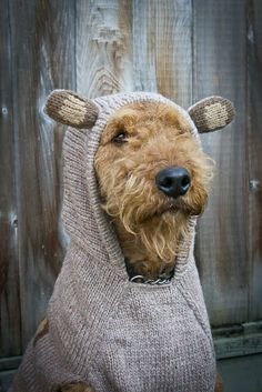 a brown dog wearing a sweater with ears