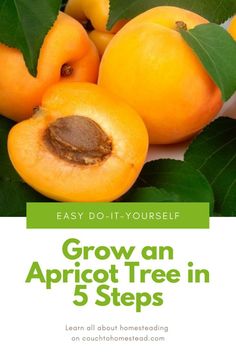 an apricot tree with green leaves and the words grow an apricot tree in 5 steps