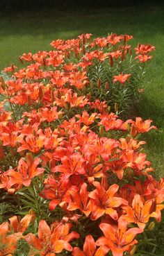 some orange flowers are growing in the grass