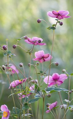 pink flowers with green leaves in the background