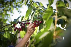 a person picking berries from a tree