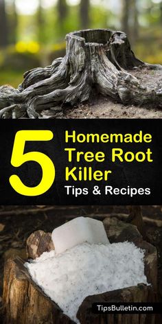 5 homemade tree root killer tips and recipes