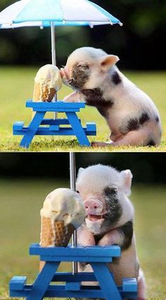 a pig eating an ice cream cone on top of a blue picnic table with the caption,