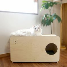 a white cat sitting on top of a wooden box with a plant in the background