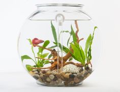 a fish bowl filled with rocks and plants