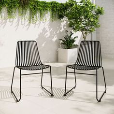 two black chairs sitting next to each other on a white tiled floor in front of a green plant