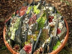 an arrangement of succulents and other plants in a bowl on the ground