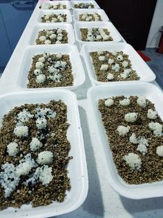 several trays filled with food sitting on top of a white table covered in dirt