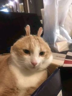 an orange and white cat sitting in a box