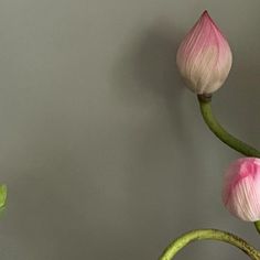 two pink flowers with green stems against a gray wall