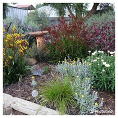 a garden filled with lots of different types of flowers