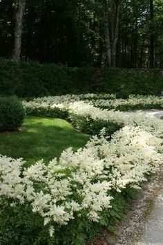 white flowers in the middle of a garden