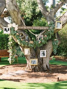 a tree with pictures hanging from it's branches in the middle of a park