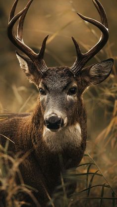 a deer with large antlers standing in tall grass