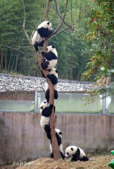 several panda bears climbing up and down a tree