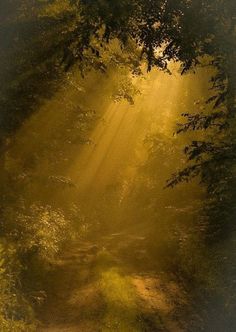 sunlight shining through the trees onto a dirt road