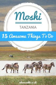 a herd of zebras walking across a grass covered field with the words moshi tanzan