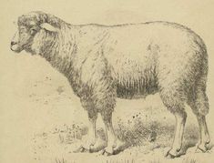 an old drawing of a sheep standing in the grass with its head turned to the side