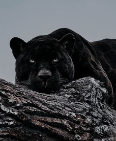 a black leopard is laying on top of a tree branch and looking at the camera