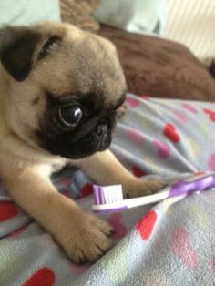 a small pug dog sitting on top of a bed next to a toothbrush