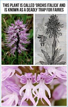 four different types of flowers are shown here