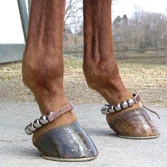 a horse's legs and feet wearing sandals