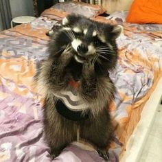 a raccoon is standing on its hind legs and looking up at the camera