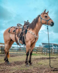 a brown horse standing on top of a dirt field