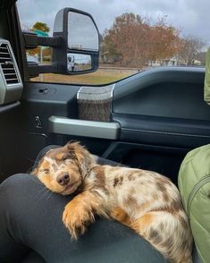 a brown and black dog laying on the back seat of a car