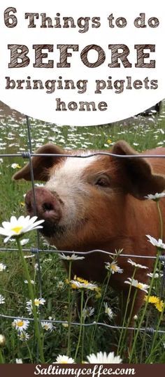 a brown pig sticking its head through a fence with daisies in front of it and the words 6 things to do before bringing pigs home