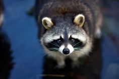 a raccoon looking up at the camera with its reflection in the glass surface