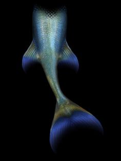 an image of a blue fish in the dark water with its head turned to look like it is swimming