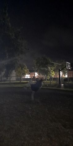 an ostrich standing in the grass at night