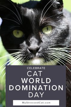 a black cat with green eyes and the words celebrate cat world dominion day on it