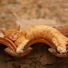 an orange cat sleeping on top of a roof